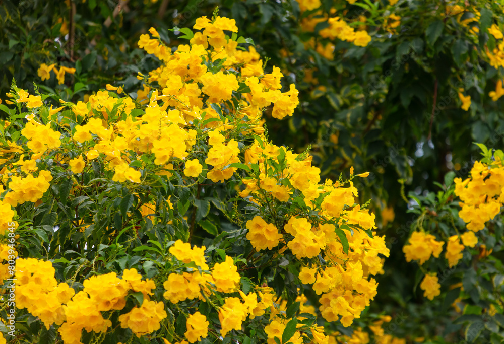 Beautiful yellow flowers on a tree in the tropics Beautiful yellow flowers on a tree in the tropics