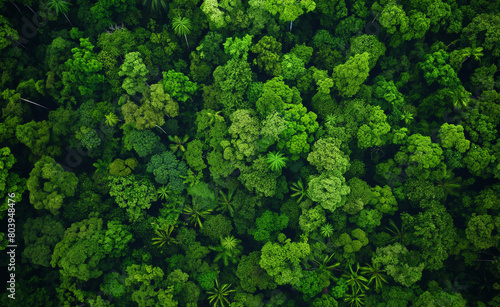 Fototapeta Naklejka Na Ścianę i Meble -  Aerial view of Amazon rainforest in Brazil, South America. Green forest. Bird's-eye view