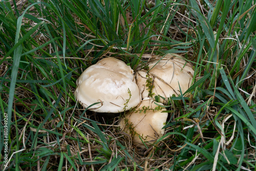 Calocybe gambosa mushroom in the grass. Known as St. George's Mushroom. White edible mushrooms in the meadow. photo
