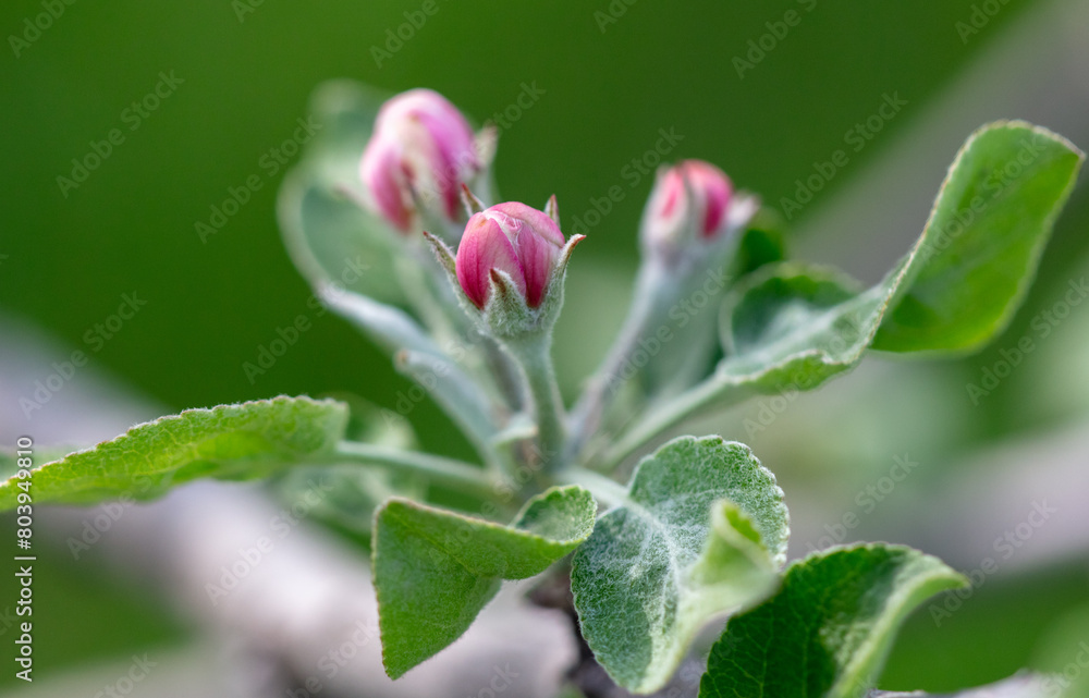 Flowers on an apple tree in spring. Close-up Flowers on an apple tree in spring. Close-up