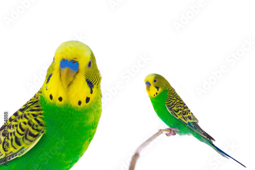 green wavy budgie sitting on a stick is isolated