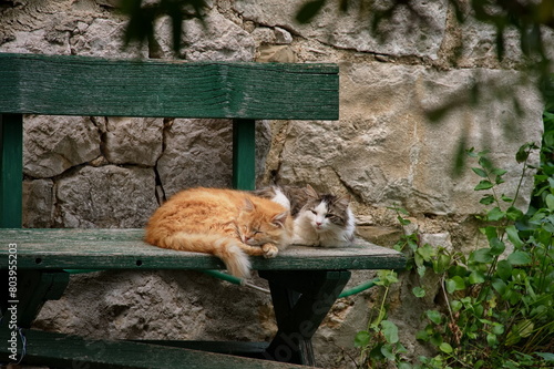 Pair of cats lying on the bench in backyard of stone house