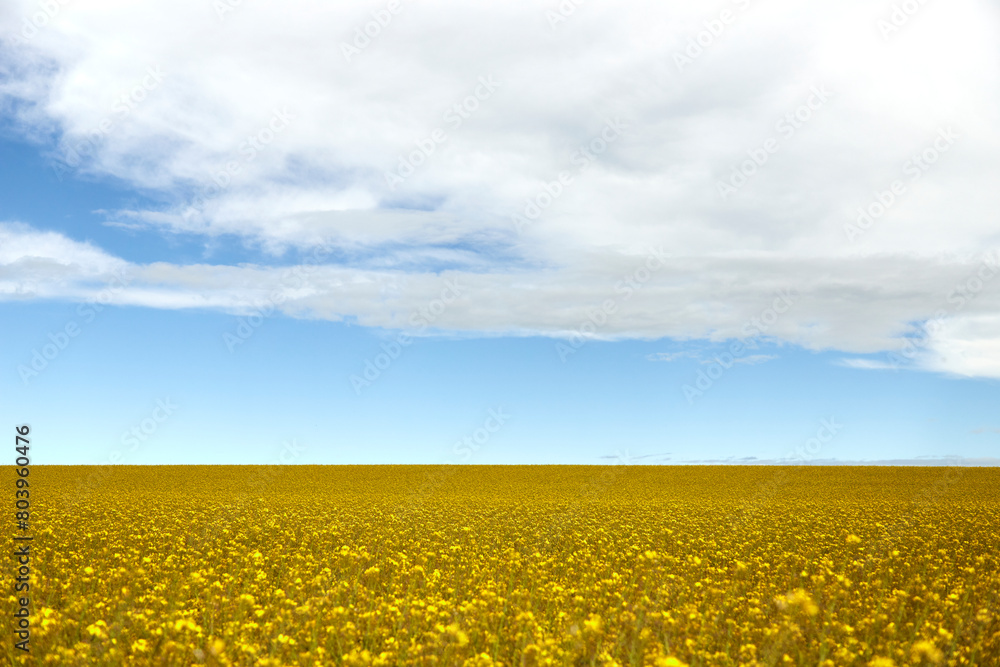 Fototapeta premium rapeseed field as background, blue and cloudy sky