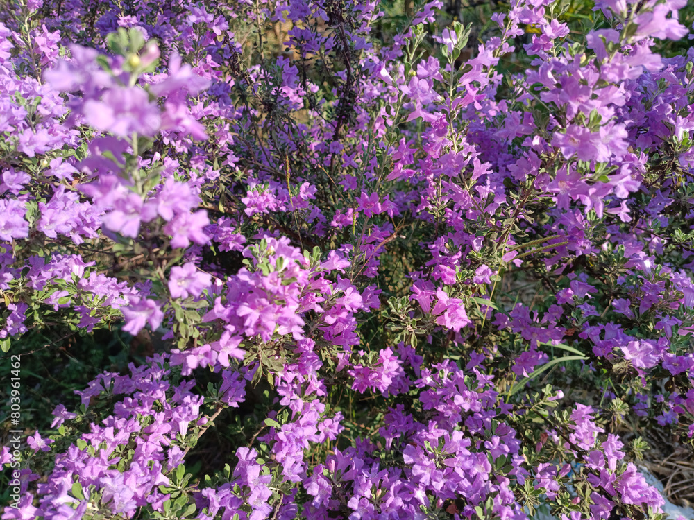 Fototapeta premium Purple flower bush in a green garden