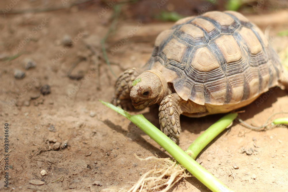 African Sulcata Tortoise Natural Habitat,Close up African spurred tortoise resting in the garden, Slow life ,Africa spurred tortoise sunbathe on ground with his protective shell ,Beautiful Tortoise African Sulcata Tortoise Natural Habitat,Close up African spurred tortoise resting in the garden, Slow life ,Africa spurred tortoise sunbathe on ground with his protective shell ,Beautiful Tortoise