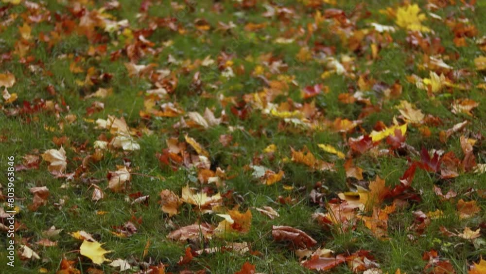 Close up autumn falling yellow orange red maple leaves foliage in city park forest, nature background Close up autumn falling yellow orange red maple leaves foliage in city park forest, nature background