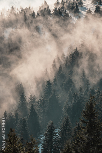 Misty landscape with fir forest. alpine landscape with snowy trees. Adventure winter sport. Low Tatras, slovakia