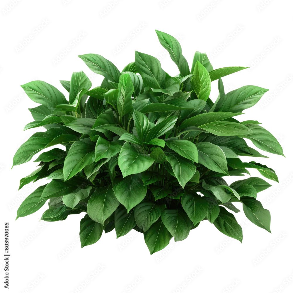 Fototapeta premium Green leaves hosta plant on Transparent Background.