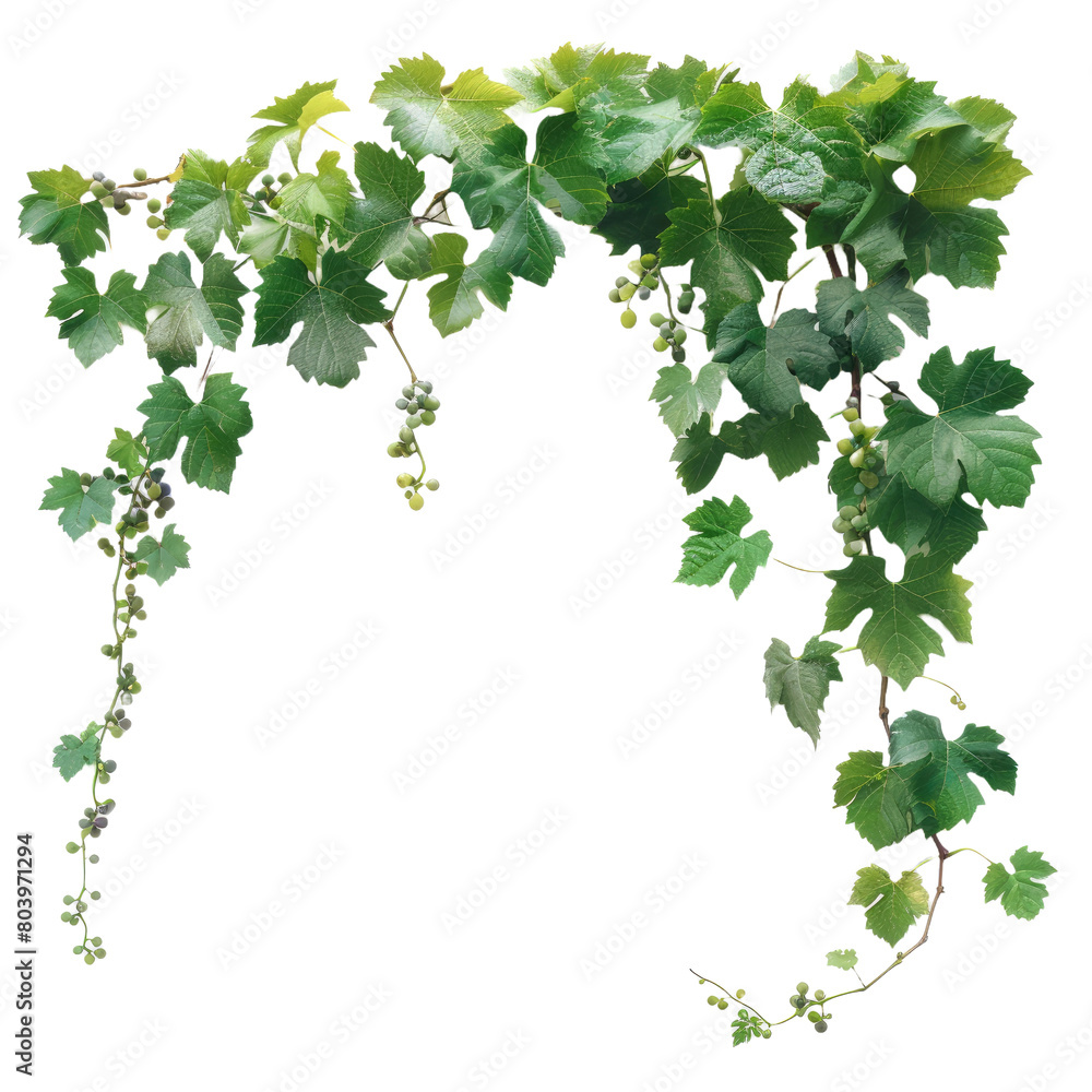 Grape leaves vine plant on Transparent Background Grape leaves vine plant on Transparent Background