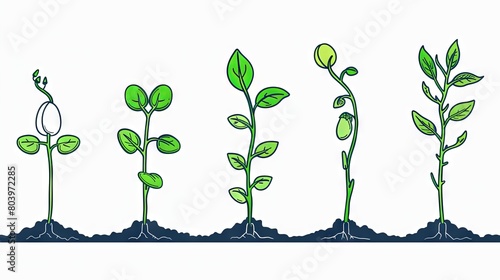 Plant growth stages from seedling to mature plant
