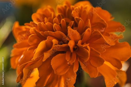 orange dahlia flower © Grzegorz