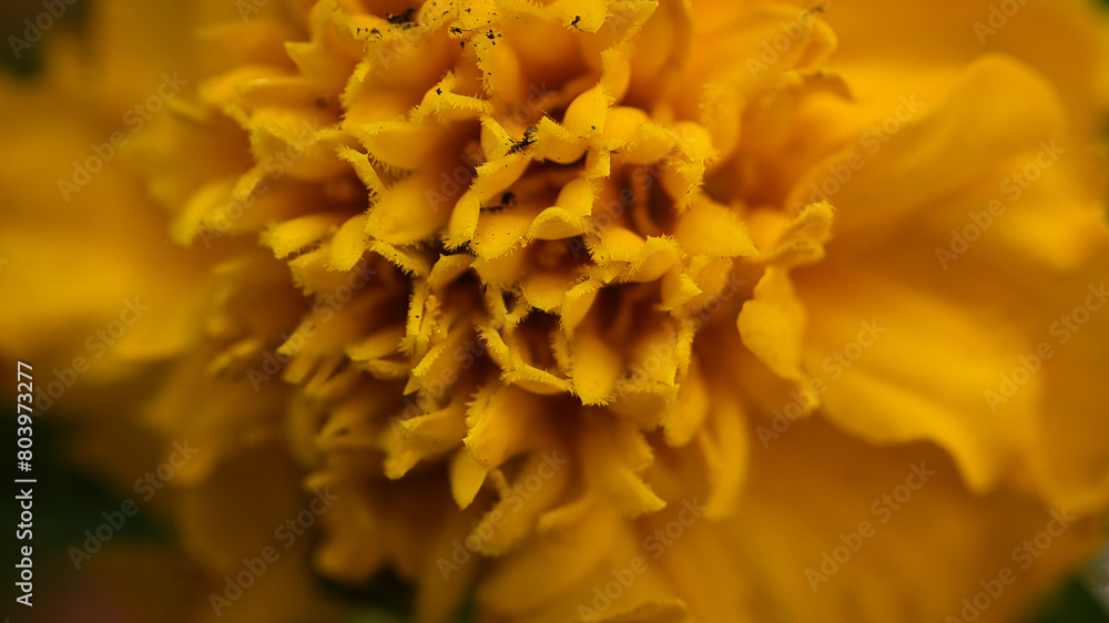yellow flower macro yellow flower macro
