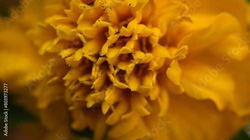 yellow flower macro © Grzegorz