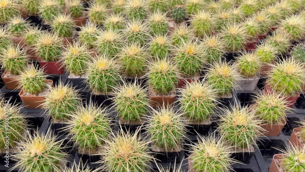 Golden barrel cactus seedlings in a greenhouse 4K. Golden barrel cactus seedlings in a greenhouse 4K.
