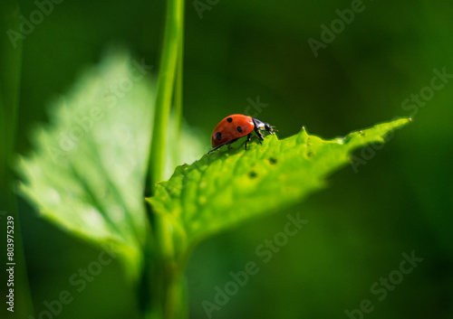 animal, lady, tiny, bug, ladybird, morning, black, pretty, close up nature, close up, wildlife, meadow, insect, colorful, flower, blossom, floral, season, grass, bloom, petal, beautiful, yellow, flora