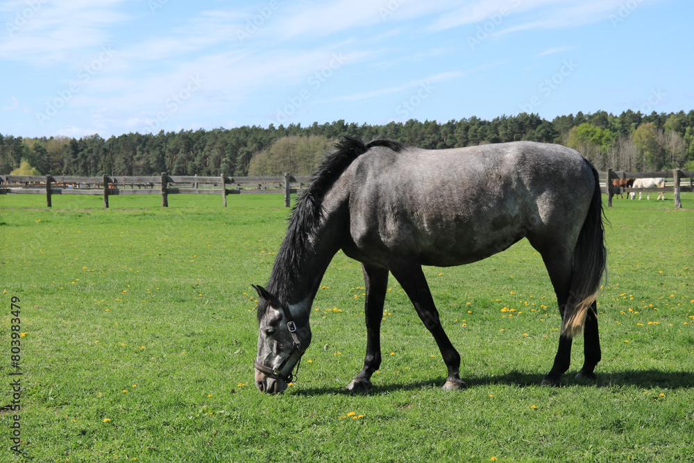 Pferd mit grauer Fellfarbe und schwarzer Mähne auf der Pferdekoppel Pferd mit grauer Fellfarbe und schwarzer Mähne auf der Pferdekoppel