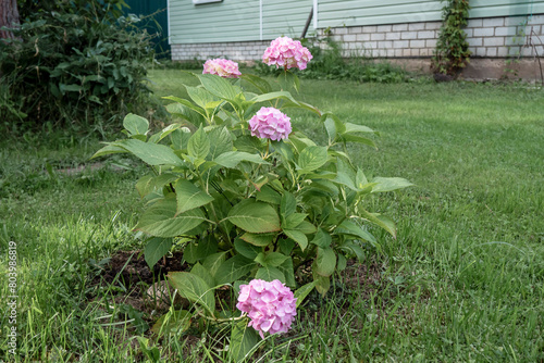 Beautiful hydrangea in the garden, growing concept and flower care