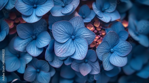 A close-up photograph of a blue flower with a blurred background.