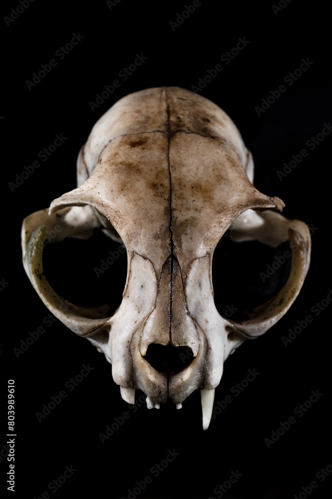 Cat skull one fang canine horrific view partial focus mood on black background Cat skull one fang canine horrific view partial focus mood on black background