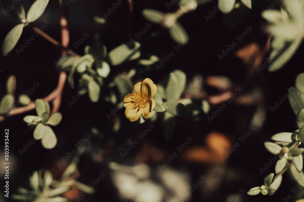 known as common purslane, verdolaga, little hogweed, red root, or pursley,Close-up of flowering plant against sky,Image of Vietnam Rose flowers or Portulaca Grandiflora, known as common purslane, verdolaga, little hogweed, red root, or pursley,Close-up of flowering plant against sky,Image of Vietnam Rose flowers or Portulaca Grandiflora,