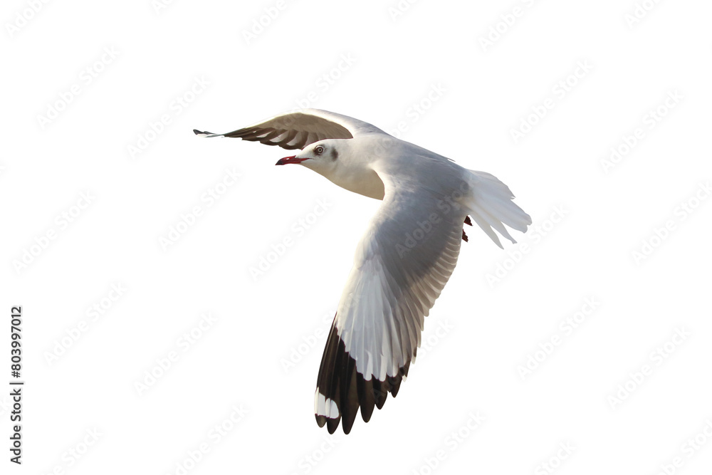 Fototapeta premium Beautiful seagull flying isolated on transparent background.
