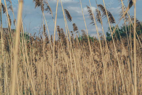 Reeds  nature  yellow stems  calm blue sky  mood  peace  Ukraine  landscape  outside the city