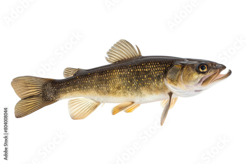 River Predator Species on Transparent Background