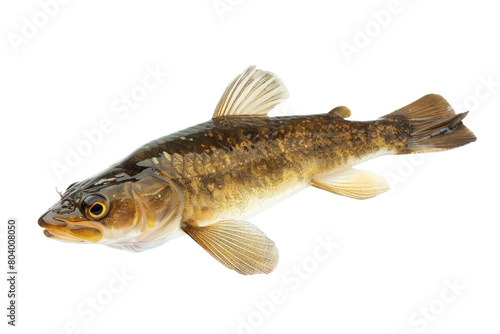 Freshwater Catch Beauty on Transparent Background