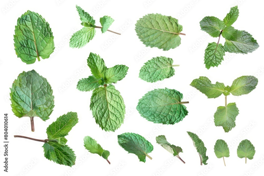 A bunch of green leaves on a white surface. Perfect for nature and environmental concepts A bunch of green leaves on a white surface. Perfect for nature and environmental concepts