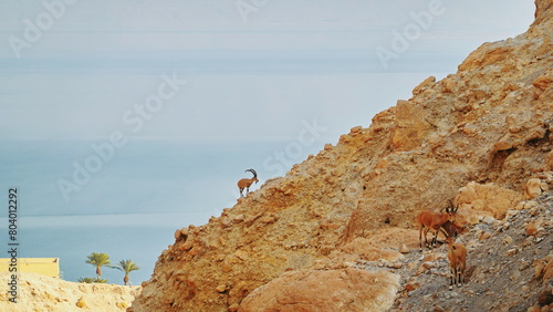 Wildlife Ibex On Rocky Mountain Cliff Overlooking Sea