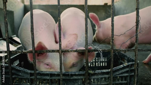 Cerdos en criadero sucio mientras comen de día.  photo