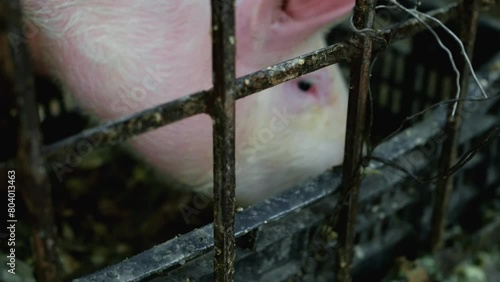 Cerdos en criadero sucio mientras comen de día.  photo