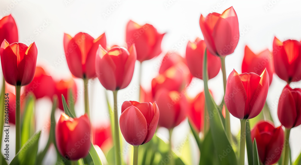Red tulips, on white background. Spring and Valentine's Day concept.  Banner with copy space.  Design for greeting card, invitation, poster.
