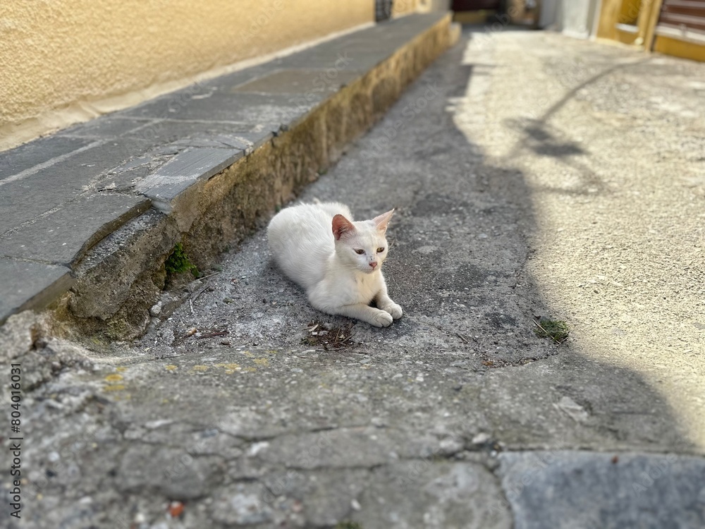 Fototapeta premium White Stray cat on the city streets of Rhodes, Greece