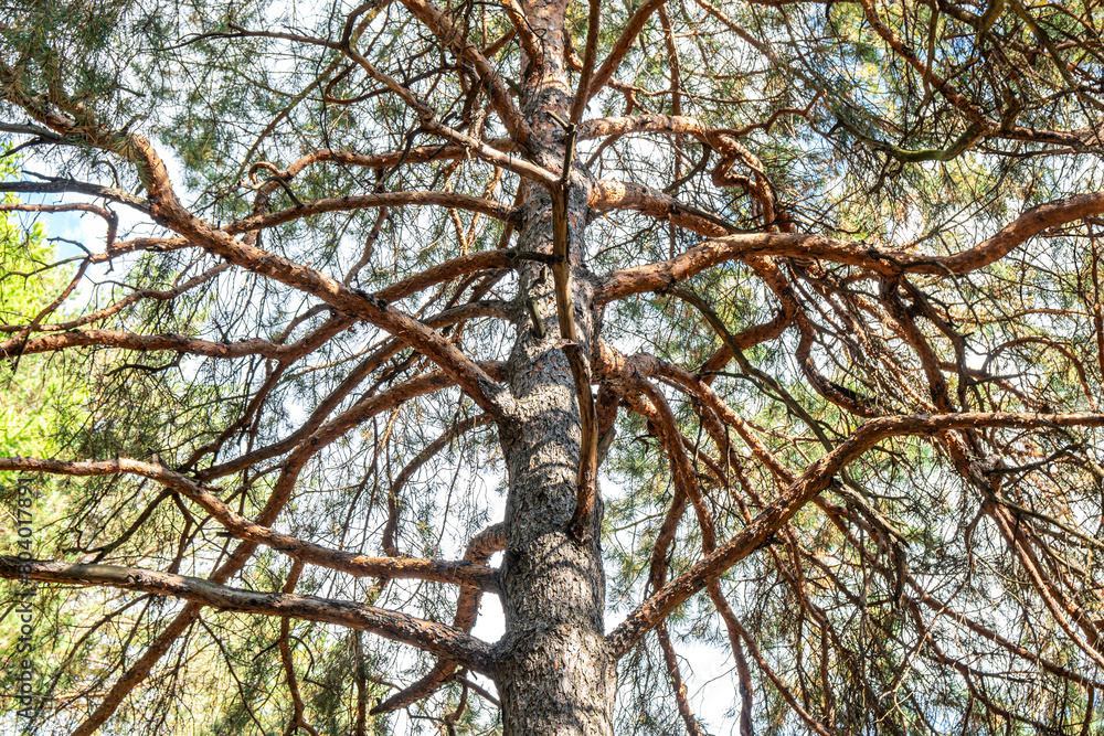 Fototapeta premium Huge spreading pine tree with thick branches against the blue sky