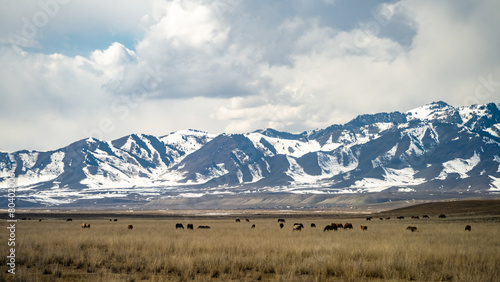 the spring foothills of the snowy mountains