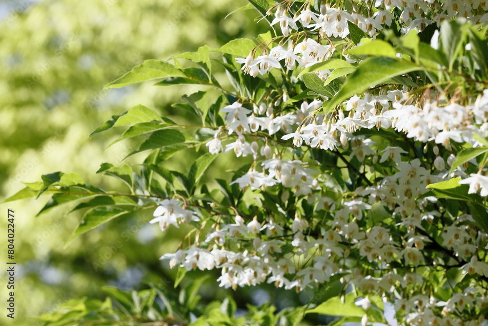 新緑とエゴノキの花 新緑とエゴノキの花