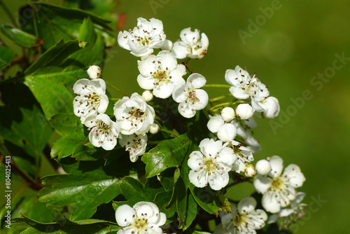 Close up white flowers of common hawthorn, one-seed hawthorn (Crataegus monogyna) rose family Rosaceae. Dutch garden, May
