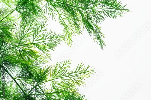 Images of dill leaf trees and plants isolated on a white background. Generative Ai