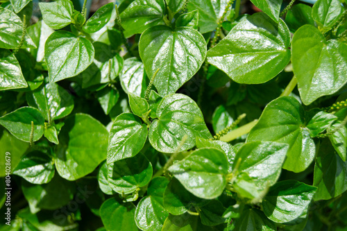 Small green leaves of Peperomia pellucida plant. tumpang air, tumpang angin or suruhan. Peperomia pellucida. Leaves and young shoots - eaten in salads or used as a potherb.