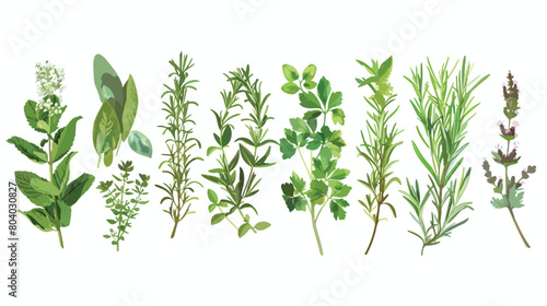 Bunches of aromatic herbs on white background Vector