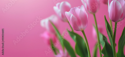 Pink tulips on pink background. Studio floral composition  banner with copy space for greeting cards  invitations  and Mother s Day themes.