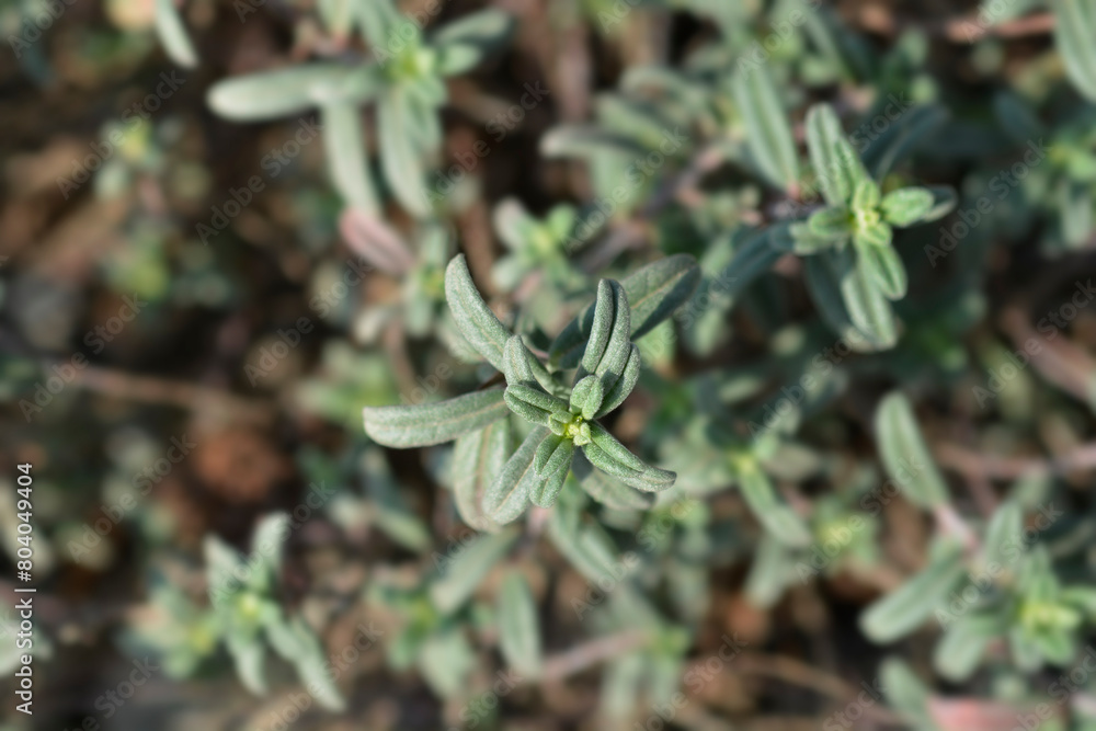 Rock rose Fire Dragon leaves