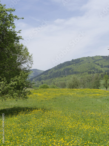  Ranunculus arvensis   Field buttercups or corn buttercups as spring puddles in a green meadow beautifying a landscape of Margr  flerland to the south of the Black Forest in Germany 