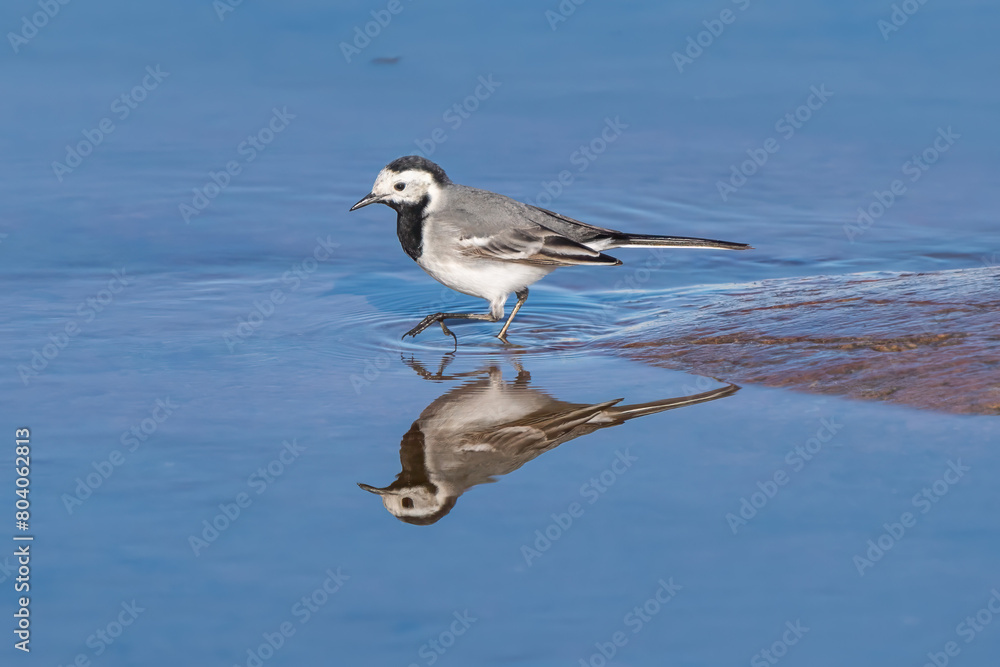 Fototapeta premium White wagtail with reflection