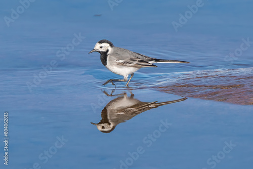 White wagtail with reflection