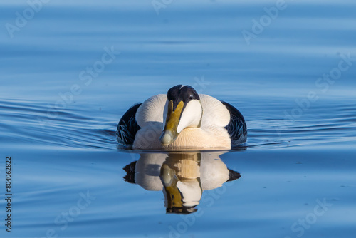 Common eider swimming photo