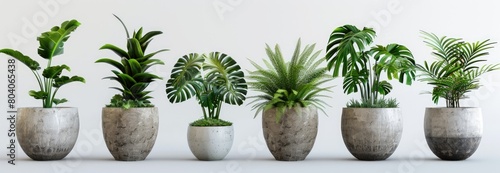 potted flowers plants collection on white background