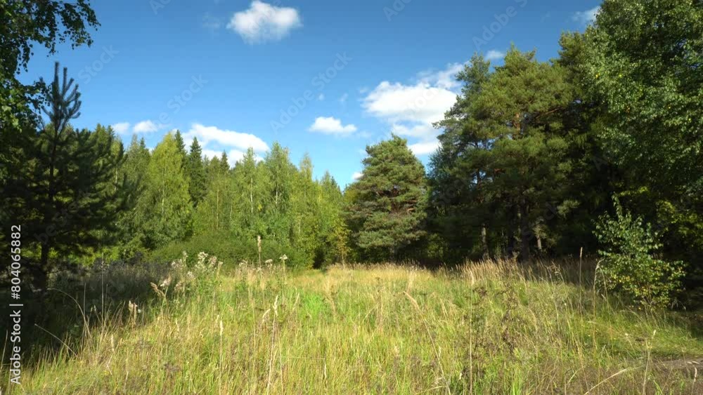 Forest edge on a clear sunny day. Thick grass sways from the wind. The camera moves smoothly from bottom to top. Ideal for content about travel, the beauty of nature and environmental protection. Forest edge on a clear sunny day. Thick grass sways from the wind. The camera moves smoothly from bottom to top. Ideal for content about travel, the beauty of nature and environmental protection.