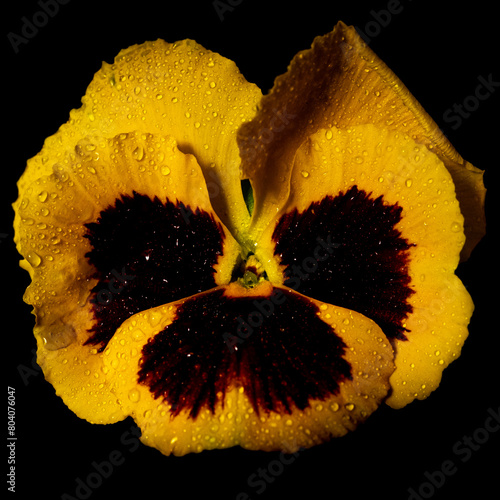 Close up pansie flower with dew drops on a black background. Low key aesthetics photo. 